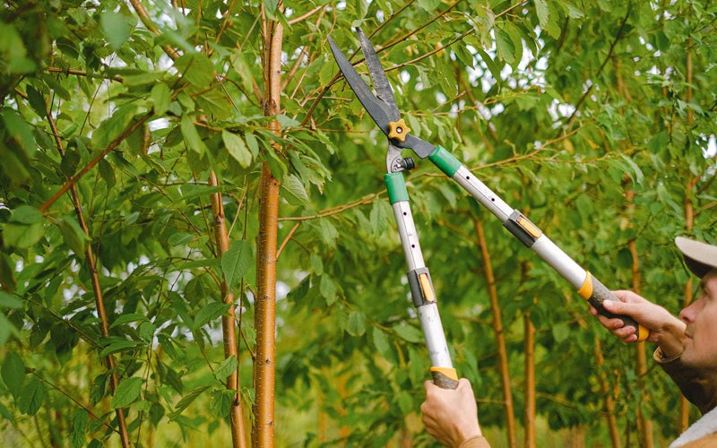 Tree trimming in Smyrna, DE